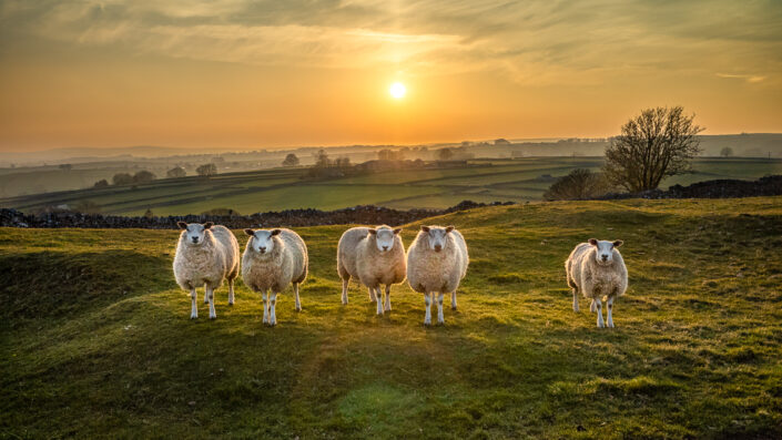 Five curious sheep in the Peak District National Park near Litton, Derbyshire, England, UK.