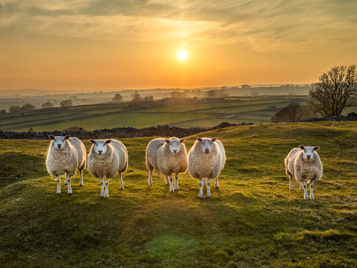 Five curious sheep in the Peak District National Park near Litton, Derbyshire, England, UK.