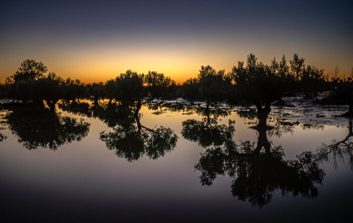 A flooded olive grove after unseasonal rain at dusk in Mahdia, Tunisia