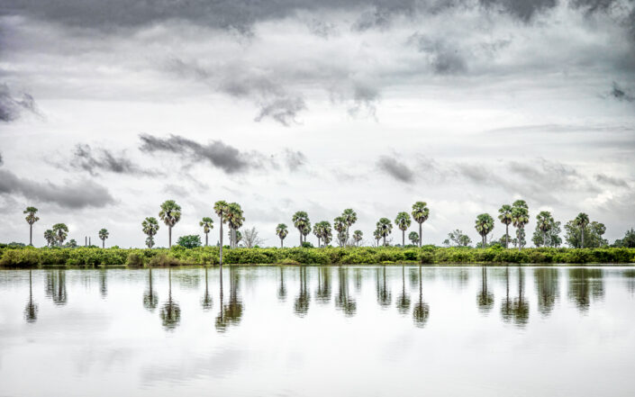 Giant borassus palm trees, Nyerere National Park (Selous Game Reserve) in Tanzania.