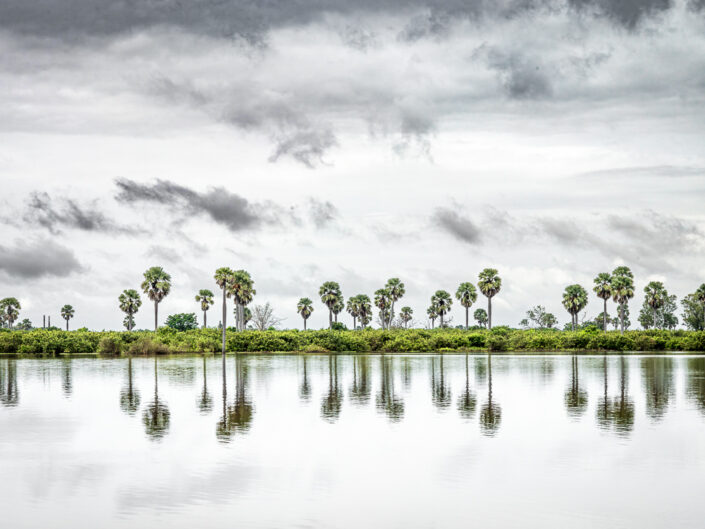 Giant borassus palm trees, Nyerere National Park (Selous Game Reserve) in Tanzania.