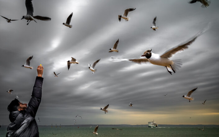 Feeding chips to black-headed gulls. Southsea, Hampshire, UK.