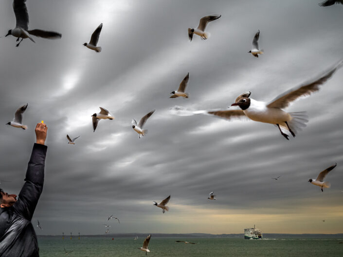 Feeding chips to black-headed gulls. Southsea, Hampshire, UK.