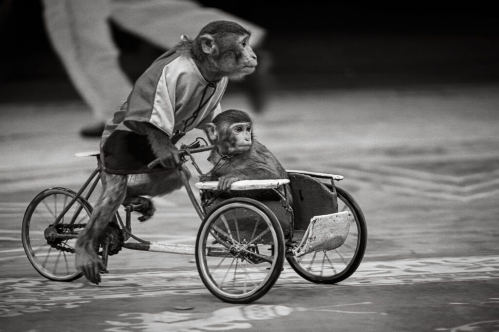 Monkeys on a cyclo, Hanoi Circus, 1997 / Những con khỉ biểu diễn tại Rạp Xiếc Trung Ương, 1997